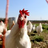 Tuberkulóza u slepic: Tichý zabiják ve vašem kurníku