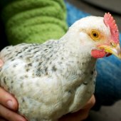 Co dělat, když slepice přestanou snášet