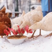 Jak bezpečně zazimovat výběh pro drůbež