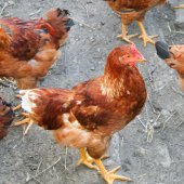 Jak správně doplnit vitamíny a minerály před zimou - podpora pro drůbež