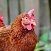 Porozumění chování slepic: Jak interpretovat a reagovat na různé projevy
