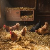 Podestýlka v kurníku: Jak vybrat tu nejlepší pro chladné měsíce (a udržet slepice v teple)