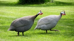 guinea-fowl-1474767 1920