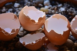 broken-eggs-1711144 1920