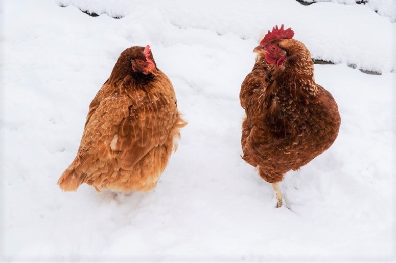 chicken-winter