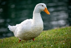 duck-5333682 1920