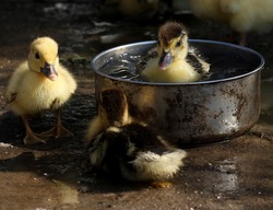 duckling-2759590 1920