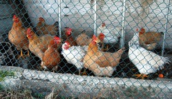 hens-540065 1920