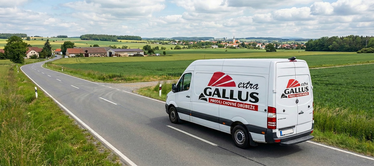 gallus extra rozvoz drůbeže