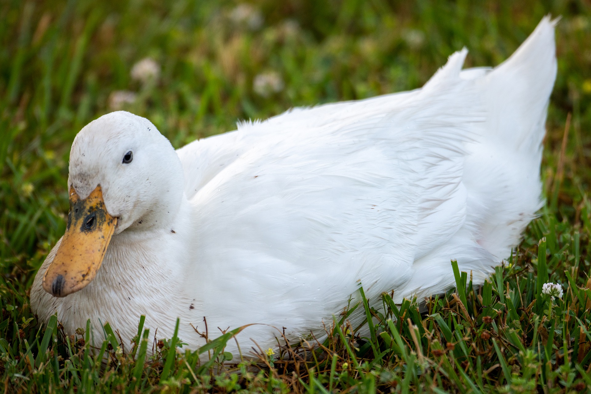 Kachna pekingská - bílá brojlerová odpočívá v trávě