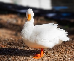 Kachna pekingská - prodej drůbeže Gallus Extra