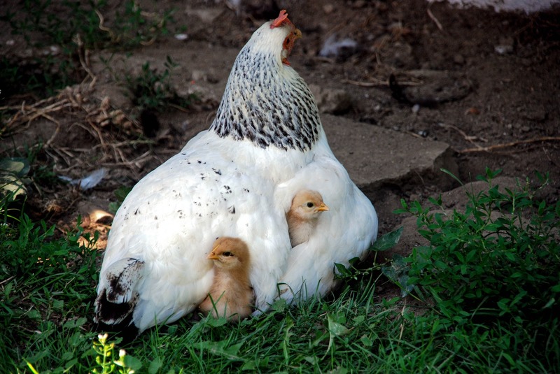 Kvočna Isa Sussex se svými kuřaty