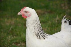 hen-sussex-3257305 1920_1